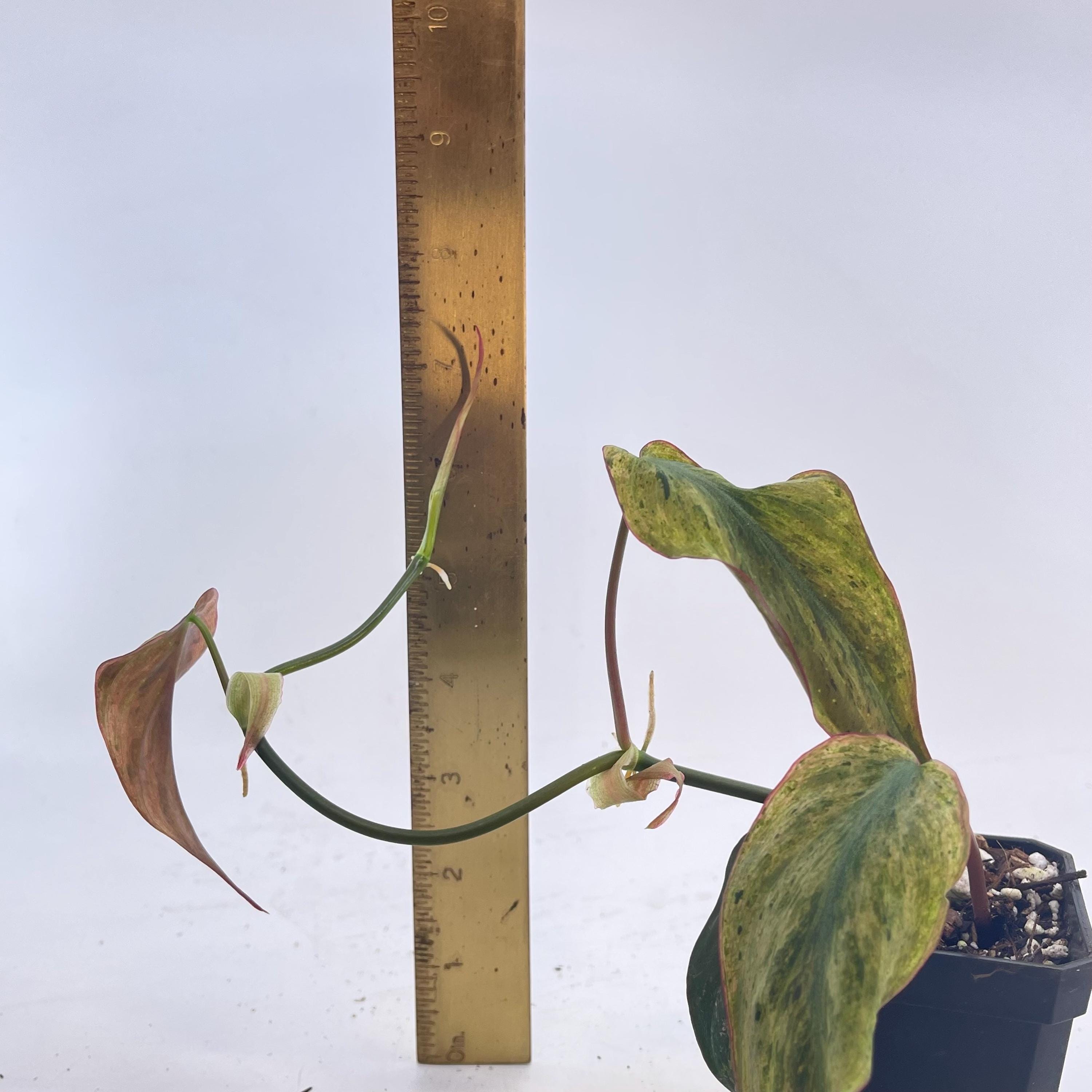 Variegated Philodendron micans ‘mint’ (non-exact)