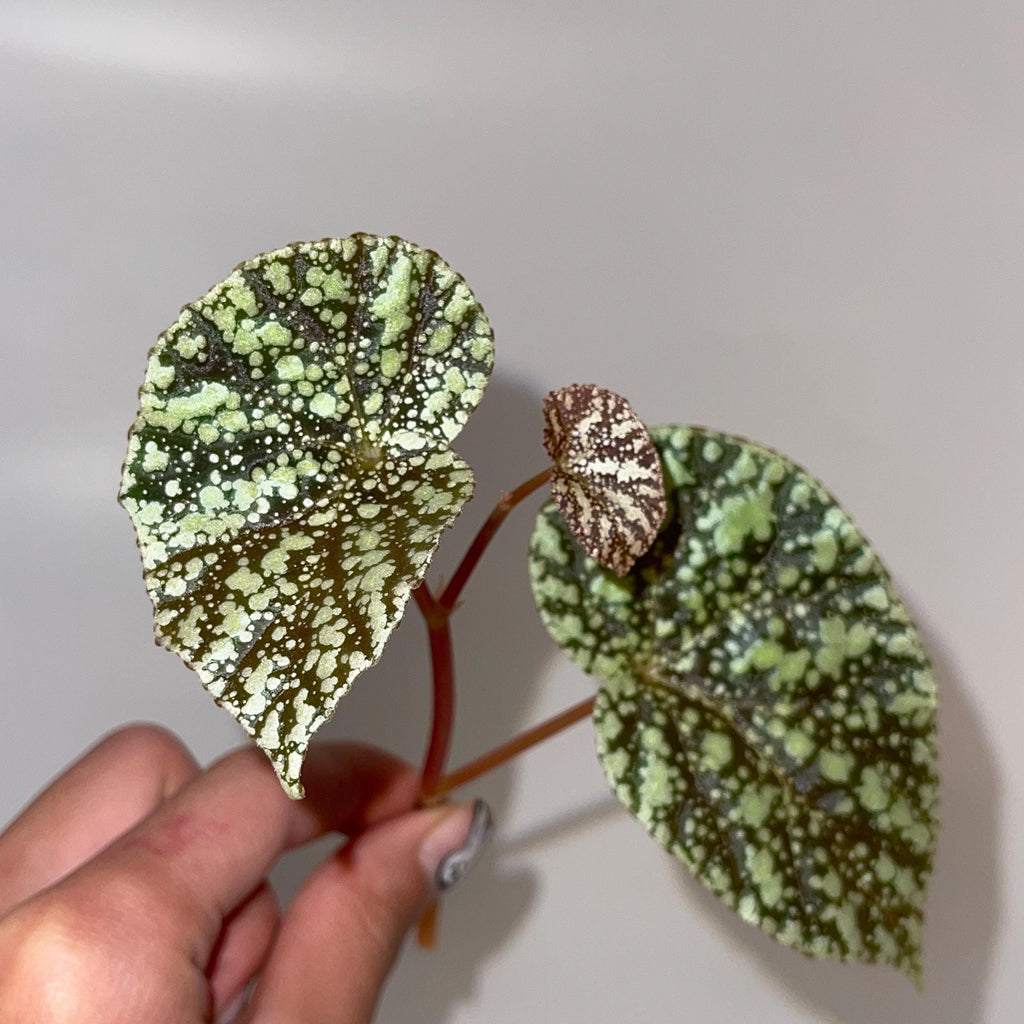 TOP CUTTING Begonia Botanicaz 36 'Moonlight' (Can acclimate to house conditions)