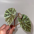 TOP CUTTING Begonia Botanicaz 36 'Moonlight' (Can acclimate to house conditions)