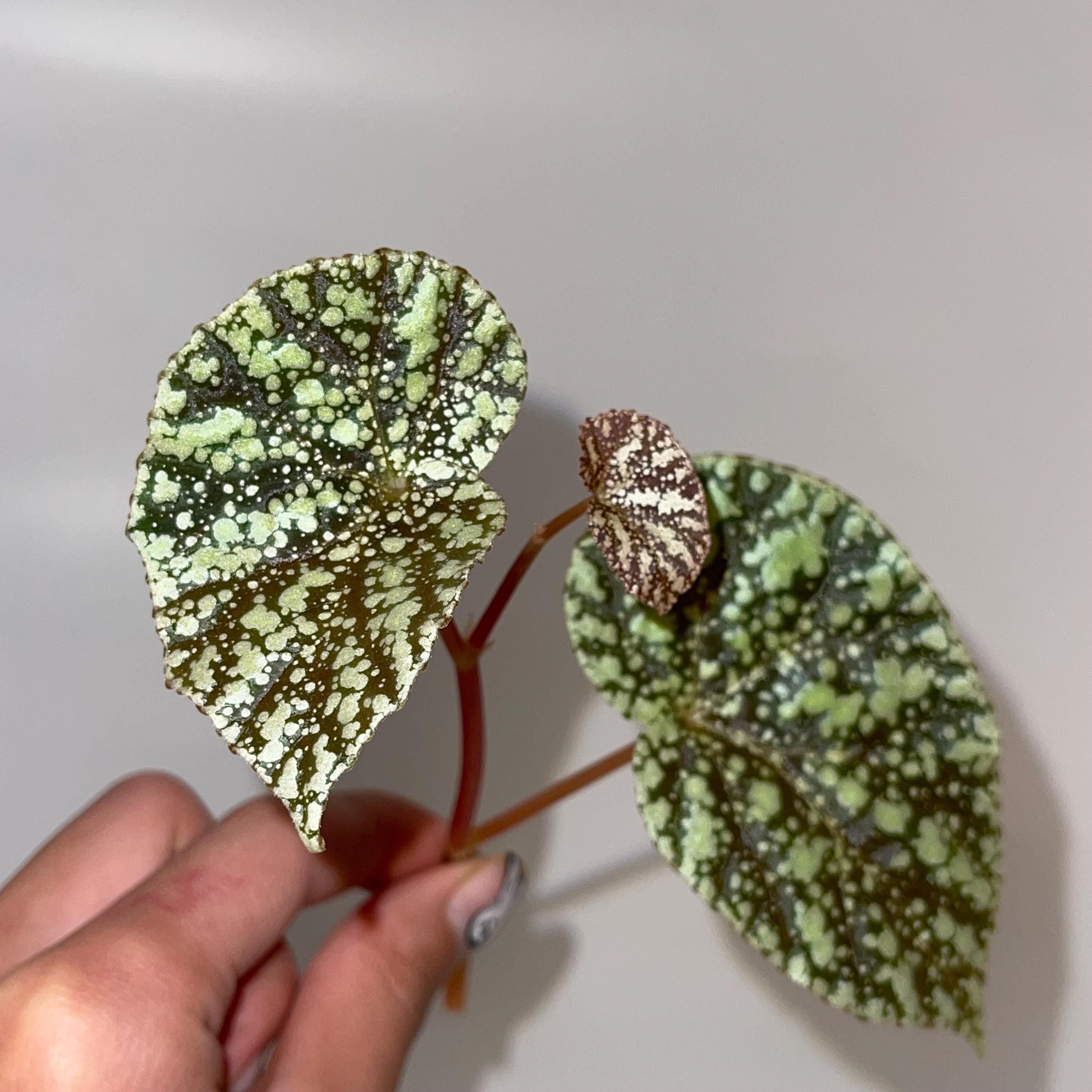 TOP CUTTING Begonia Botanicaz 36 'Moonlight' (Can acclimate to house conditions)