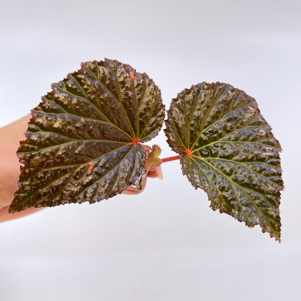 TOP CUTTING Begonia Botanicaz 63