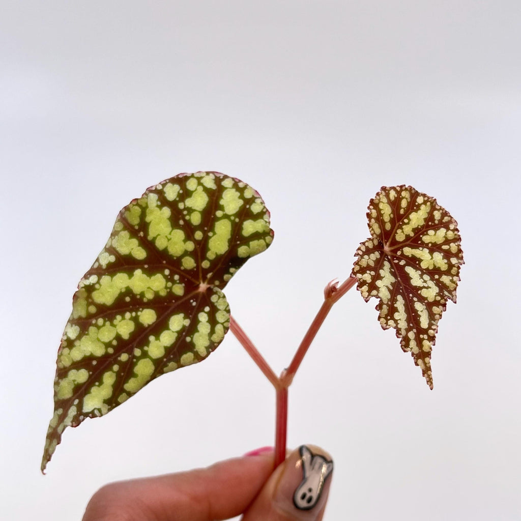 TOP CUTTING Begonia Botanicaz 92 (Can acclimate to house conditions)