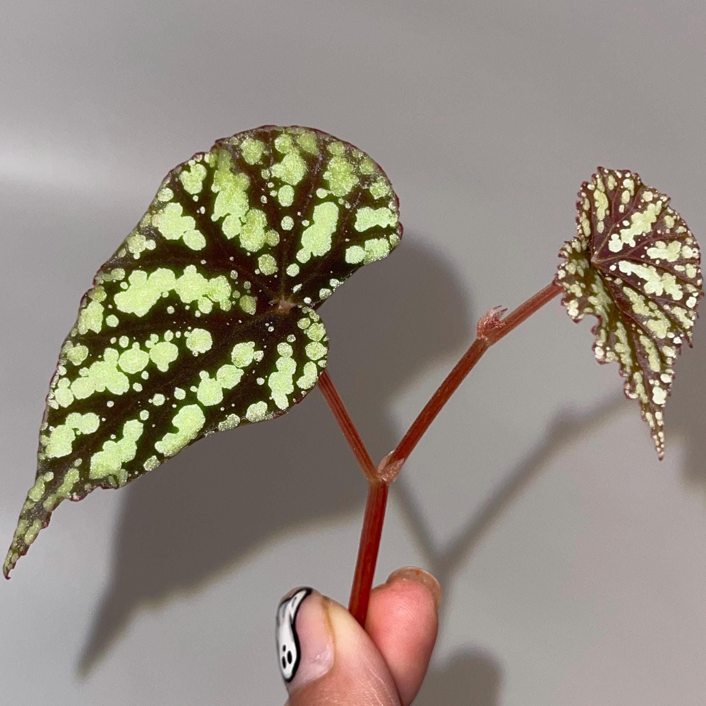 TOP CUTTING Begonia Botanicaz 92 (Can acclimate to house conditions)