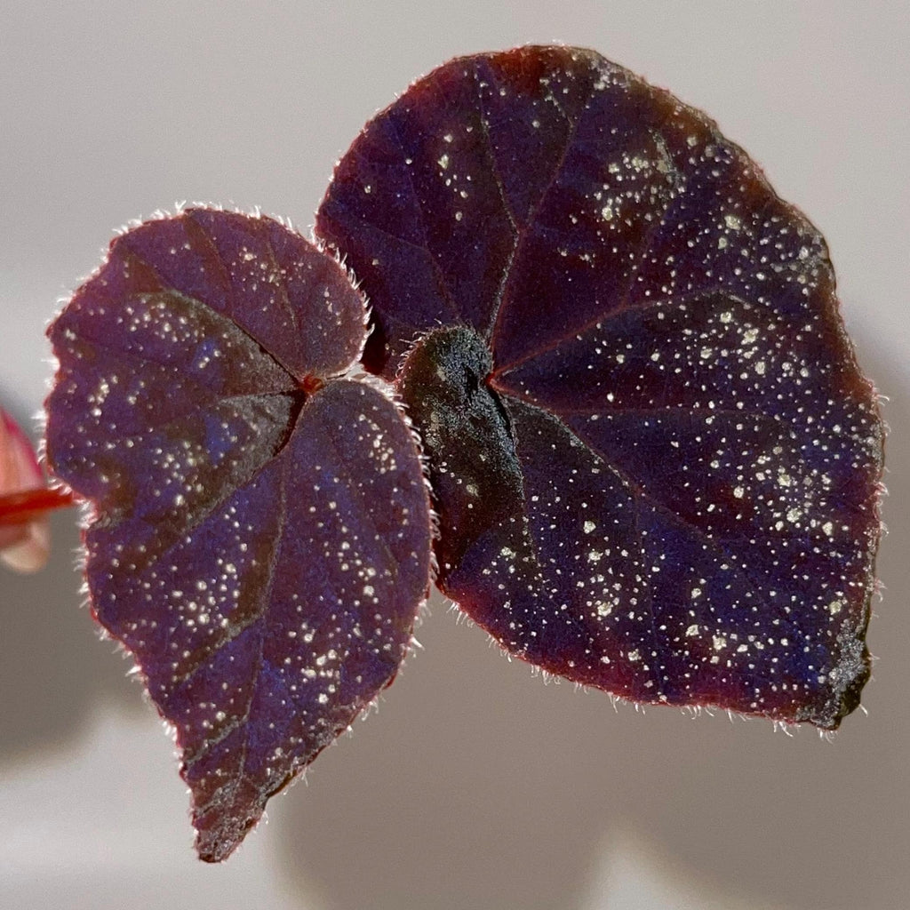 TOP CUTTING Begonia Botanicaz 51 (Can acclimate to house conditions) (Fragrant Blooms)