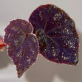 TOP CUTTING Begonia Botanicaz 51 (Can acclimate to house conditions) (Fragrant Blooms)