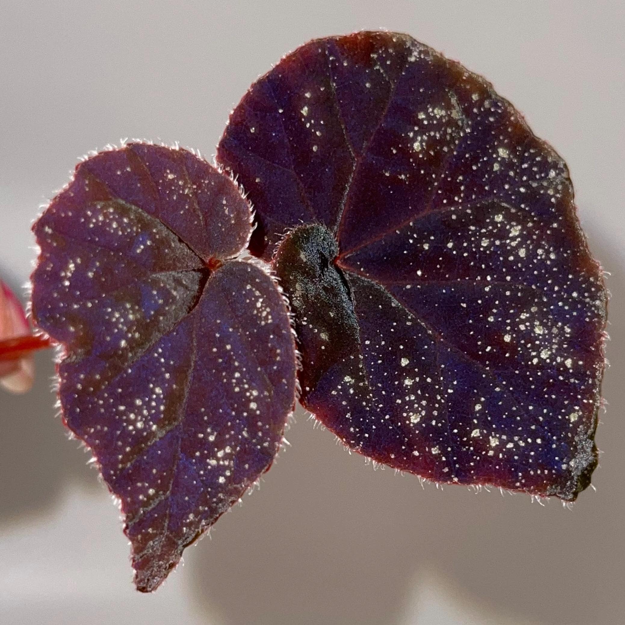 TOP CUTTING Begonia Botanicaz 51 (Can acclimate to house conditions) (Fragrant Blooms)