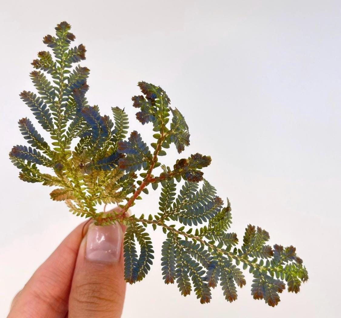 Selaginella willdenowii TOP CUTTING | Peacock Spikemoss Blue Foliage | Iridescent Terrarium Plant |