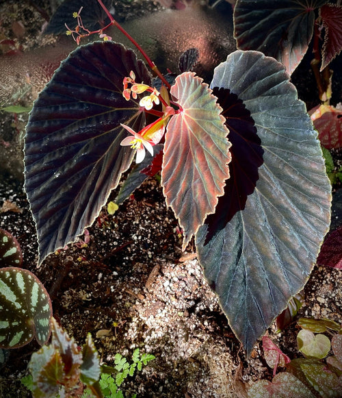 Begonia Botanicaz 56 V.2