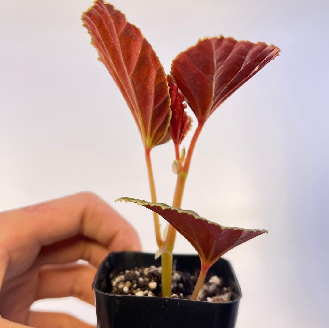 READY SOON Begonia Botanicaz 56 V.1