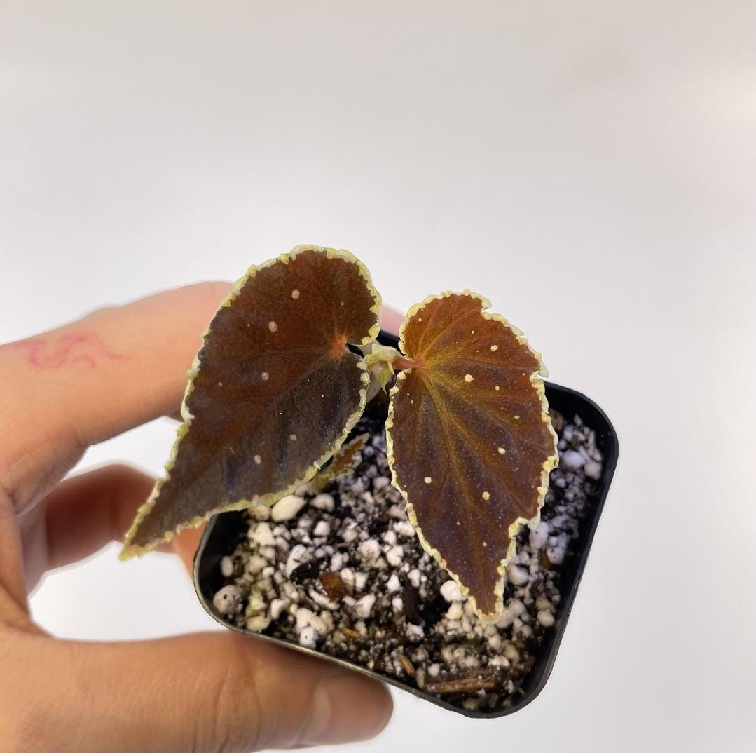 Begonia Botanicaz 56 V.3