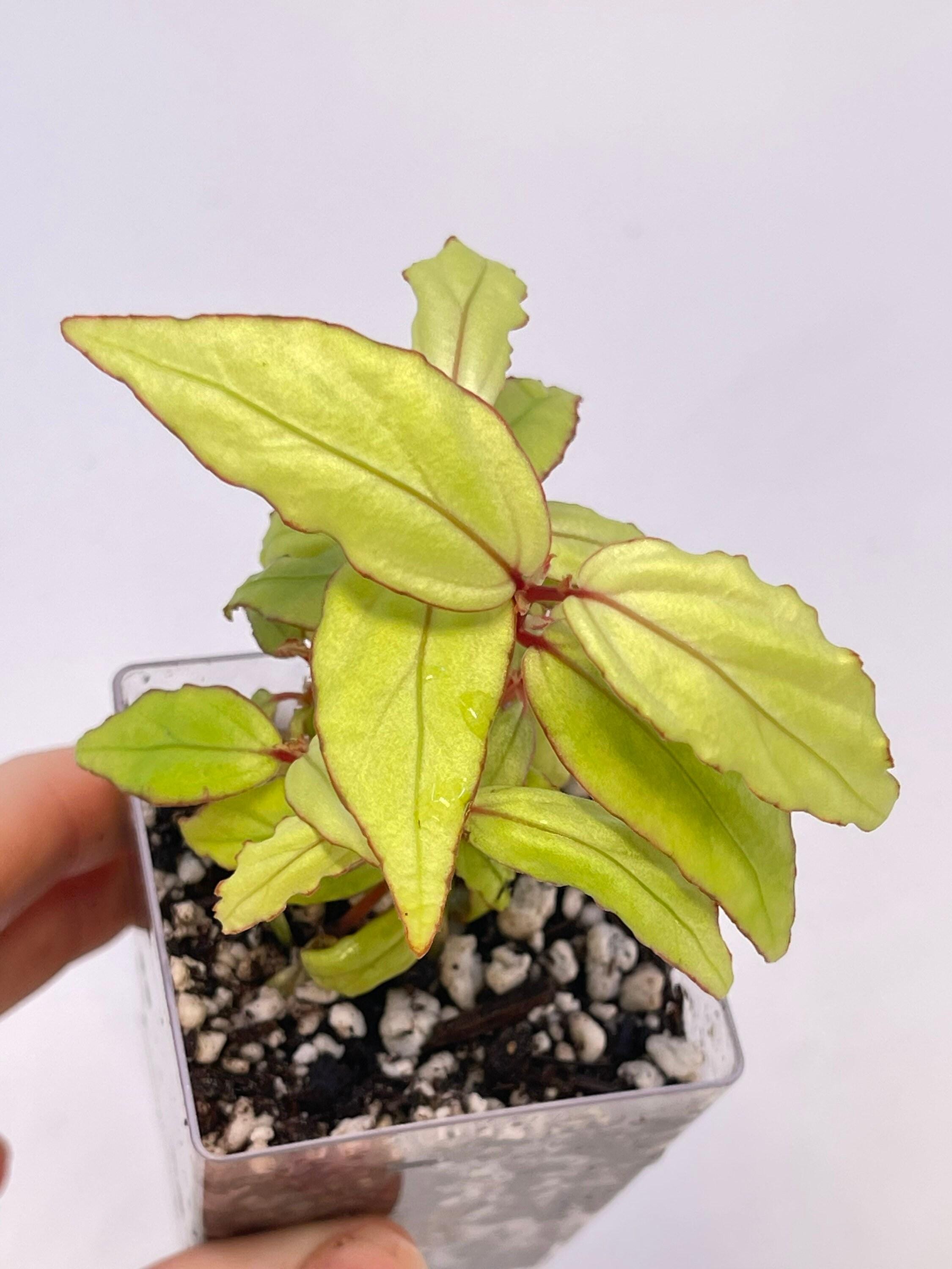 Begonia sp. bayae (fka sp. Kalimantan 'Green')