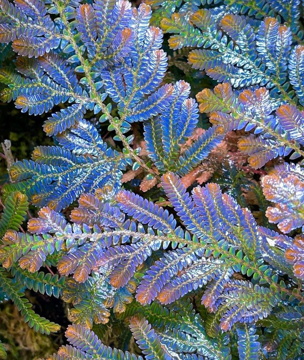 Selaginella wildenowii