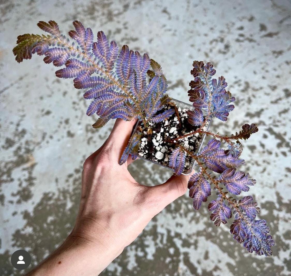 Selaginella wildenowii