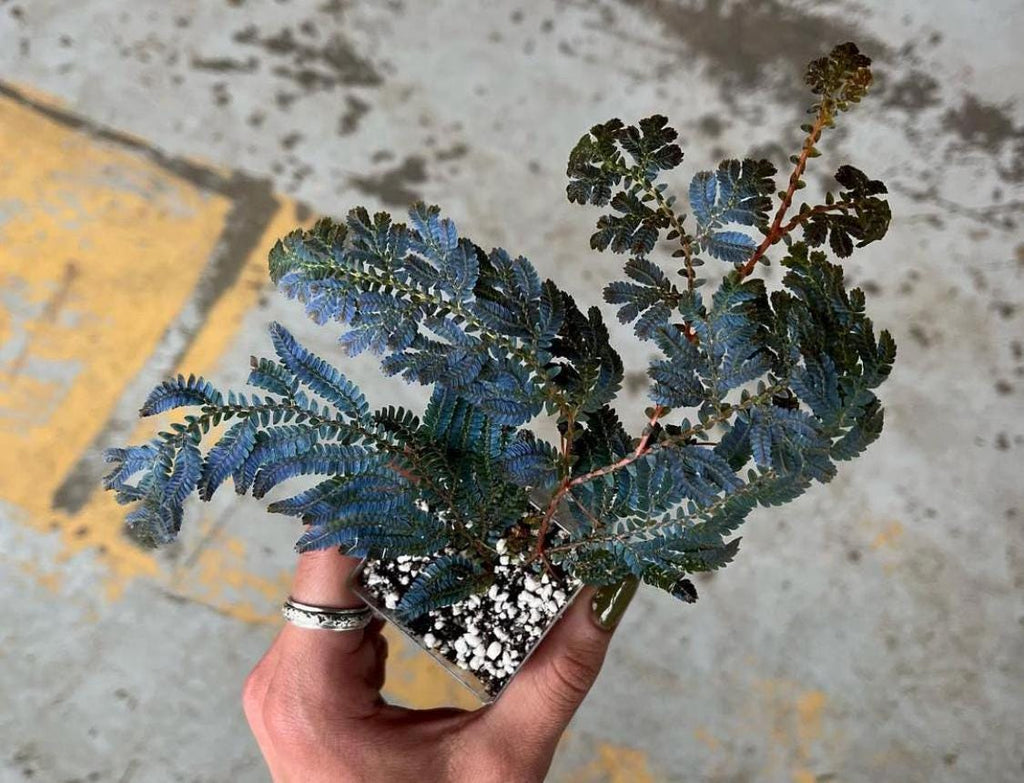 Selaginella wildenowii