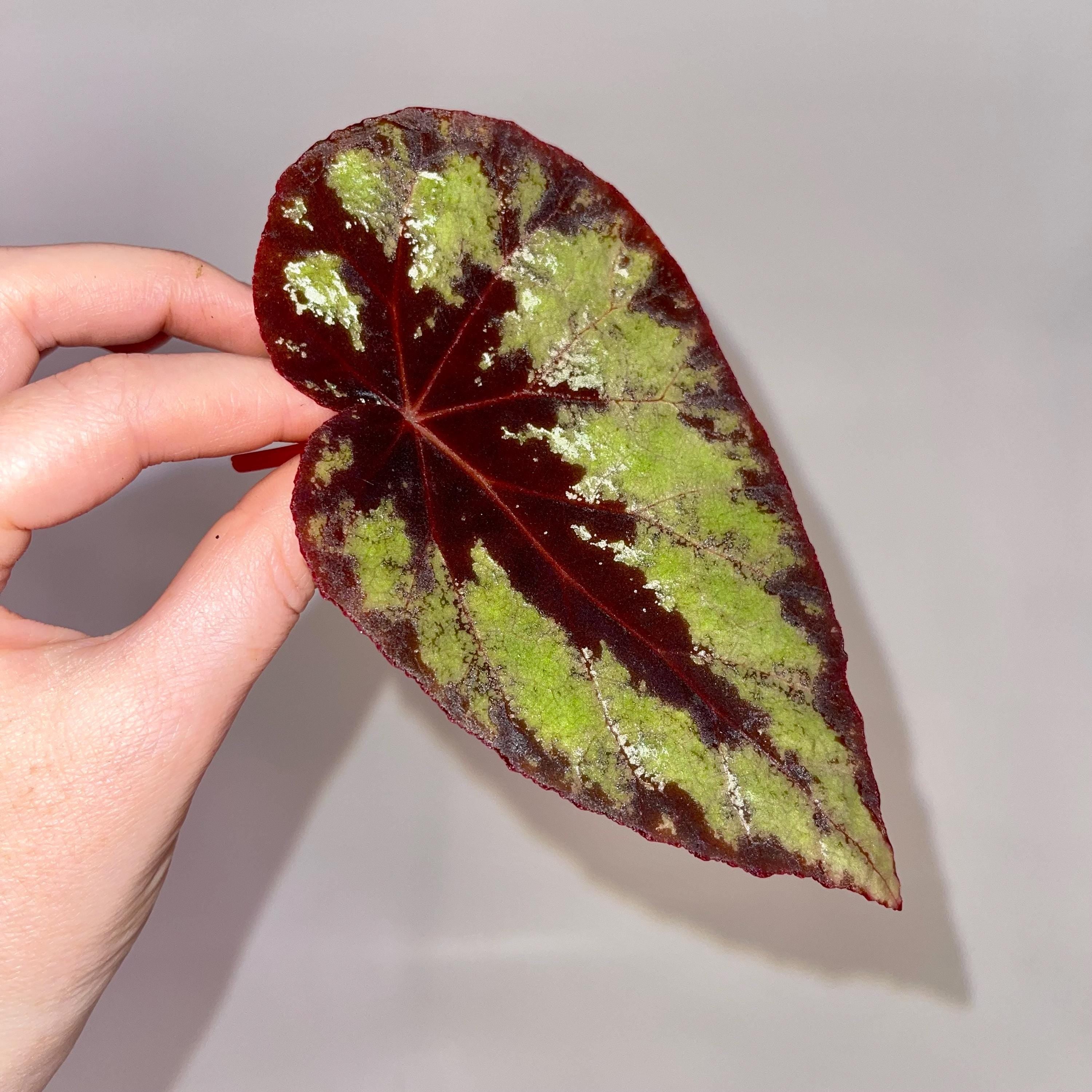 LEAF CUTTING Begonia Botanicaz 105 V.1 (Can acclimate to house conditions)