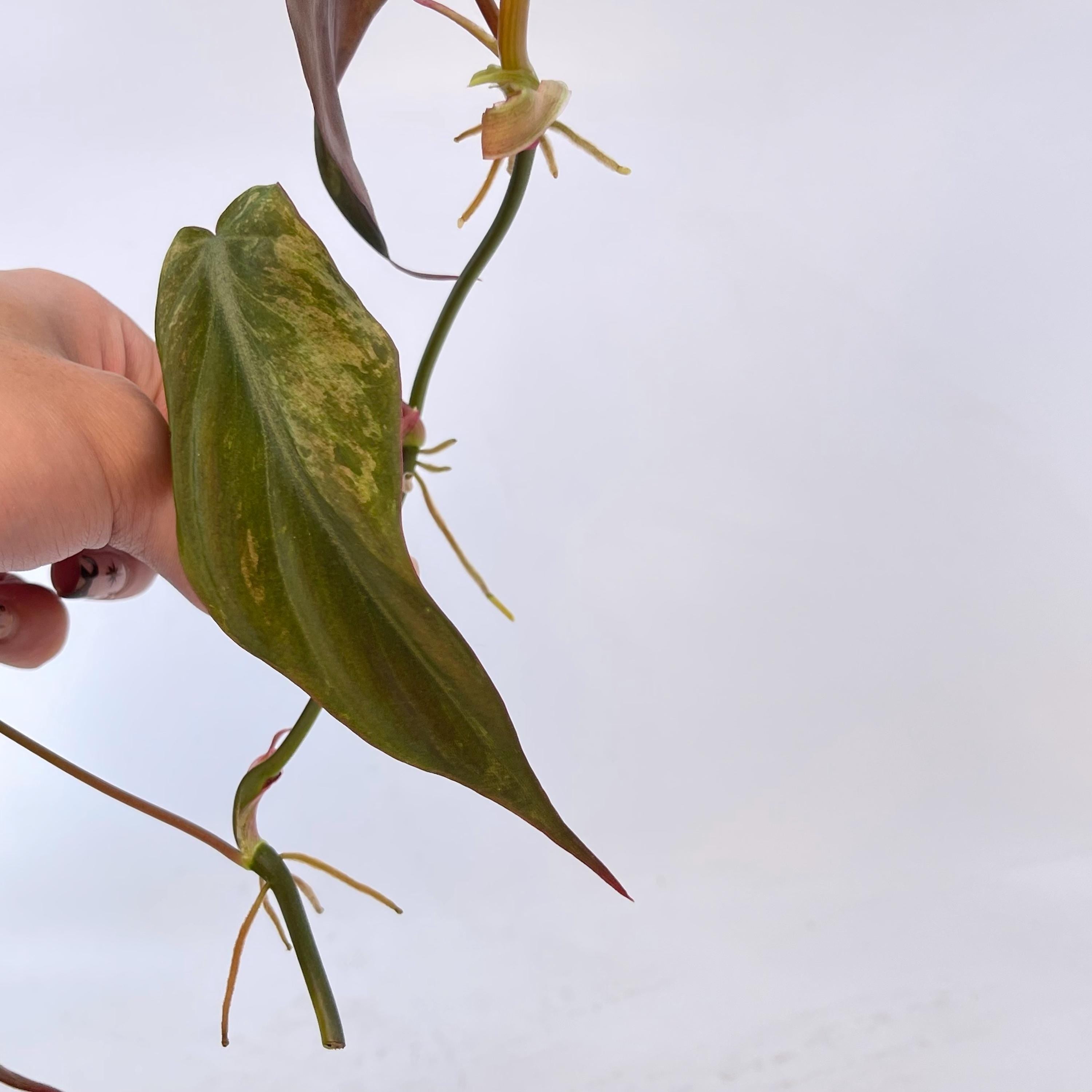 Variegated Philodendron micans ‘mint’ TOP CUTTING (Non-Exact) (Can acclimate to house conditions)
