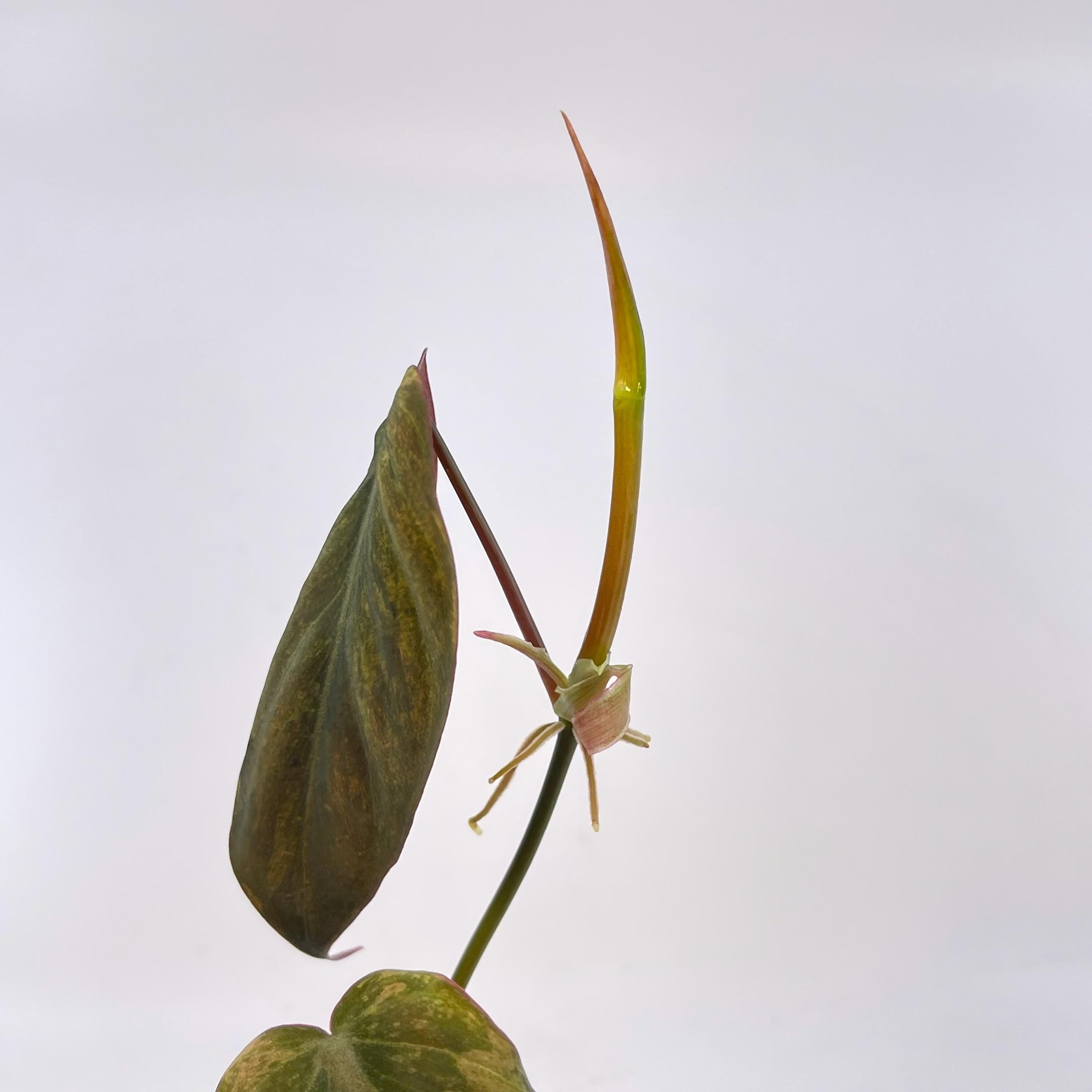 Variegated Philodendron micans ‘mint’ TOP CUTTING (Non-Exact) (Can acclimate to house conditions)
