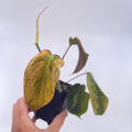 Variegated Philodendron micans ‘mint’ (non-exact)