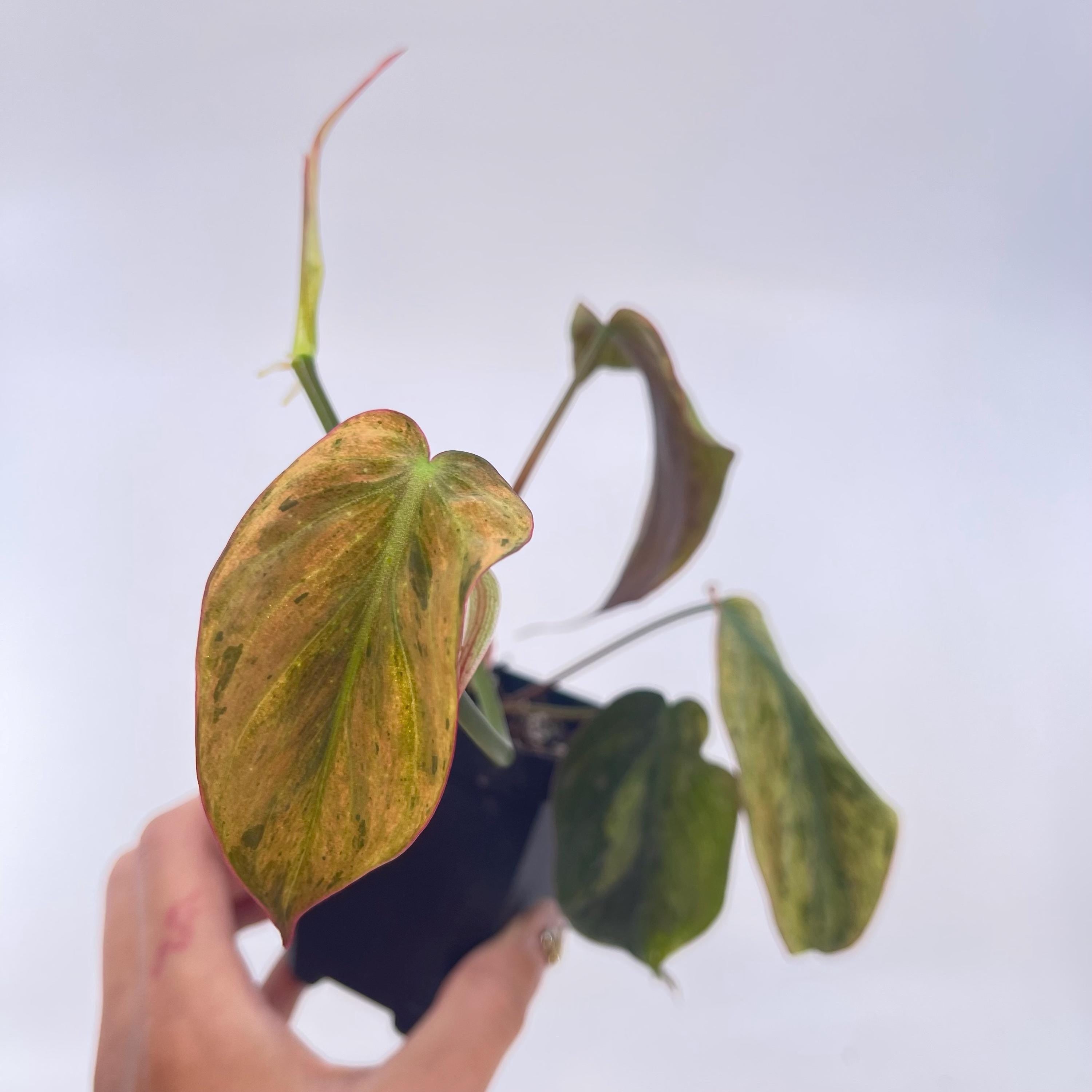 Variegated Philodendron micans ‘mint’ (non-exact)