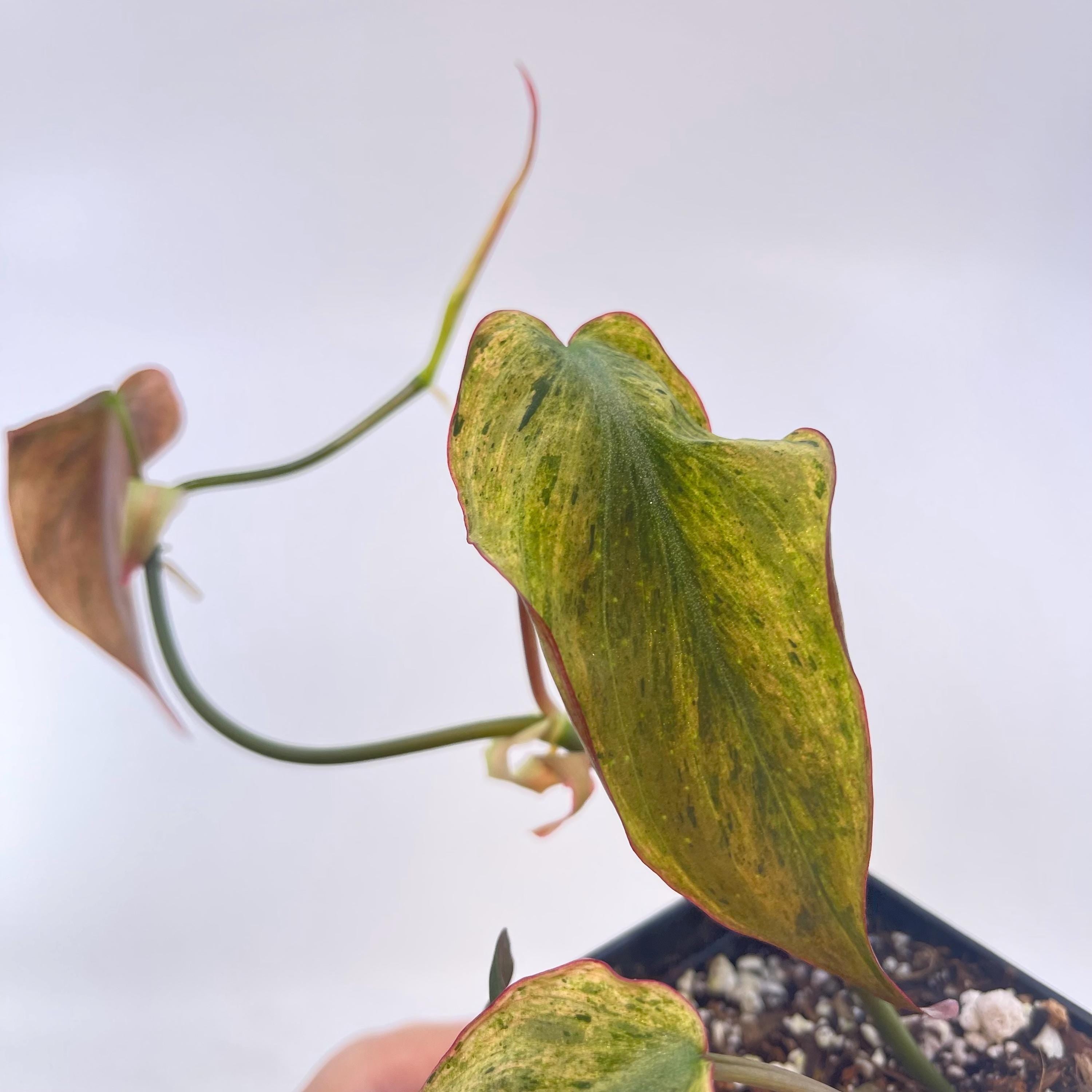 Variegated Philodendron micans ‘mint’ (non-exact)