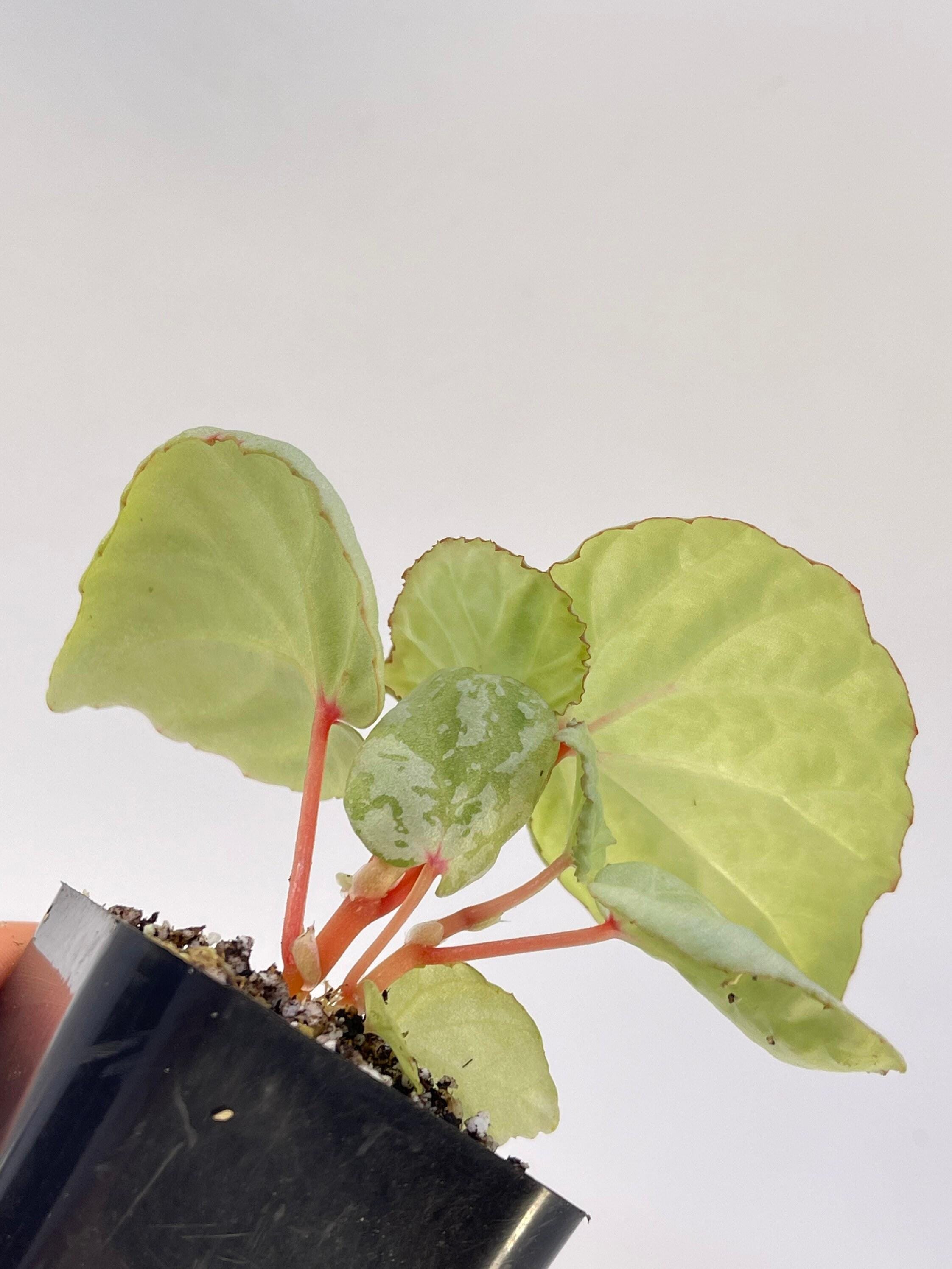 READY SOON Begonia sp. 'Mint' (Can acclimate to house conditions)