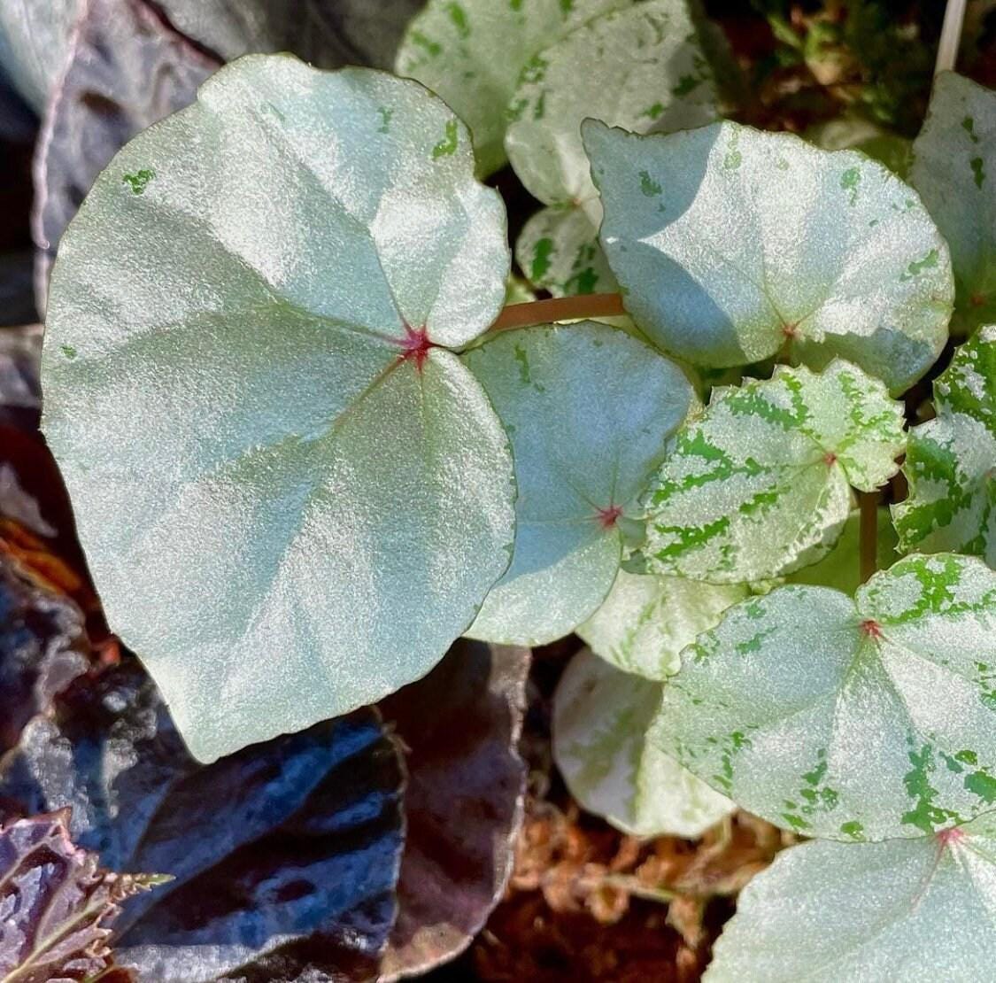 READY SOON Begonia sp. 'Mint' (Can acclimate to house conditions)