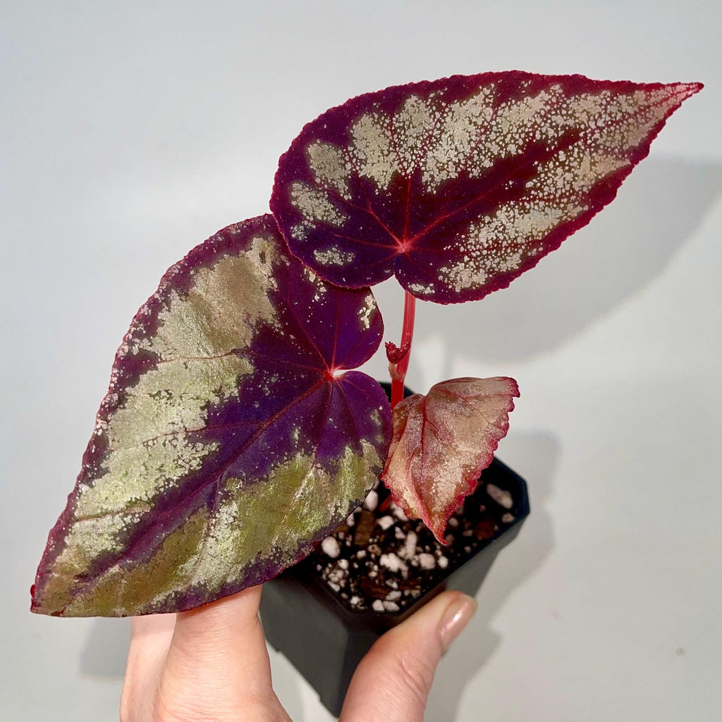 READY SOON Begonia Botanicaz 105 V.2 (Can acclimate to house conditions)