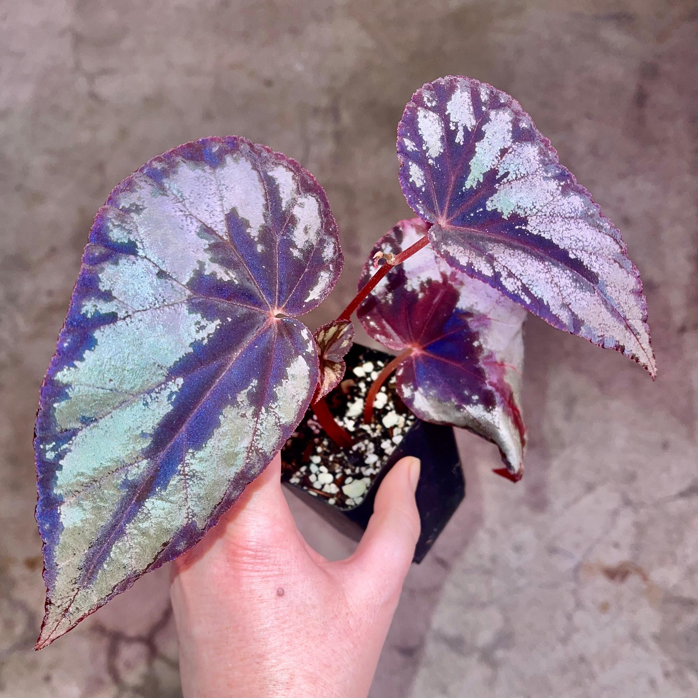 READY SOON Begonia Botanicaz 105 V.2 (Can acclimate to house conditions)