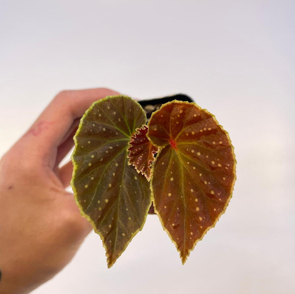 READY SOON Begonia Botanicaz 56 V.1