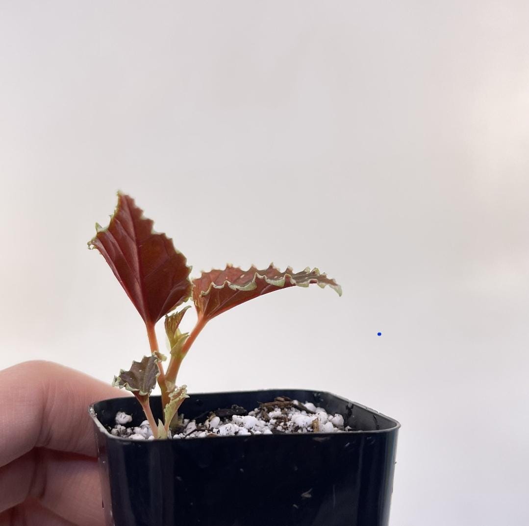 Begonia Botanicaz 56 V.3