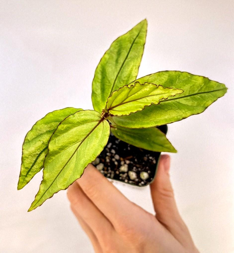Begonia sp. bayae (fka sp. Kalimantan 'Green')
