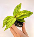 Begonia sp. bayae (fka sp. Kalimantan 'Green')