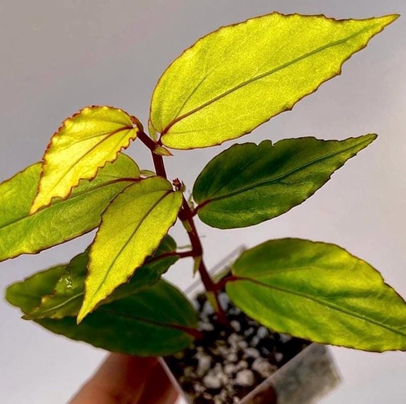 Begonia sp. bayae (fka sp. Kalimantan 'Green')
