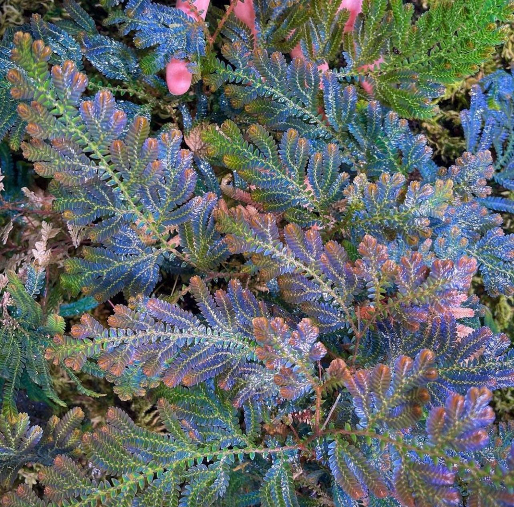 Selaginella wildenowii