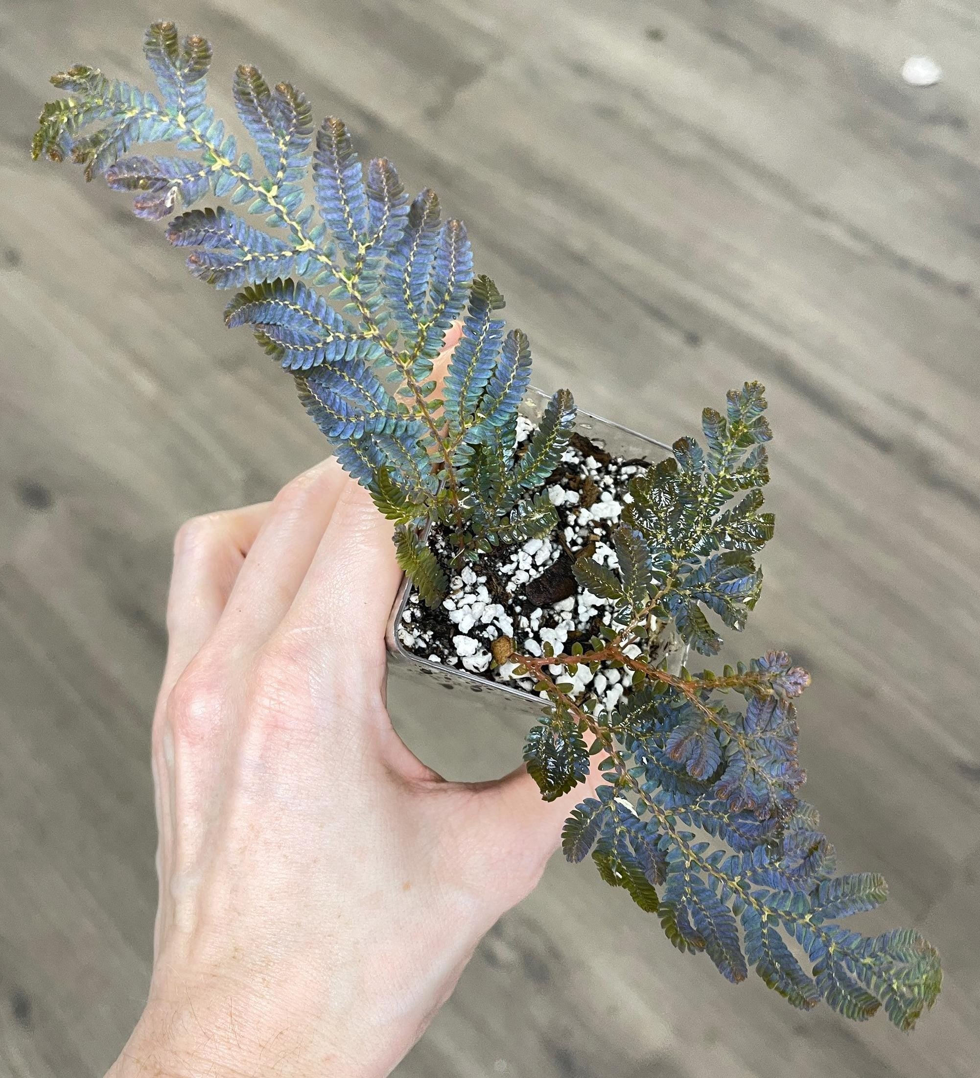 Selaginella wildenowii