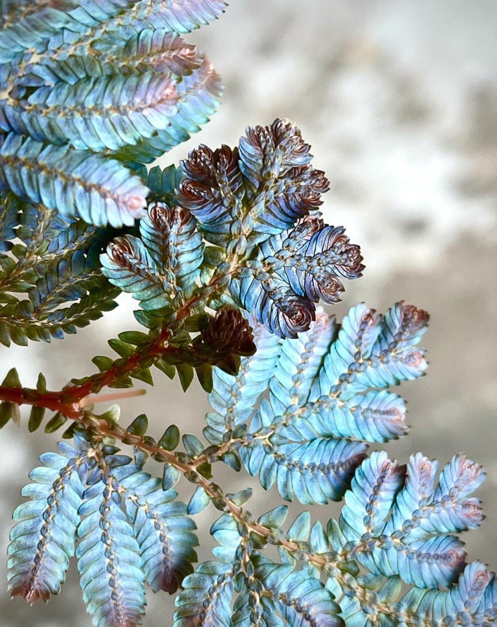 Selaginella wildenowii