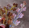 Selaginella wildenowii