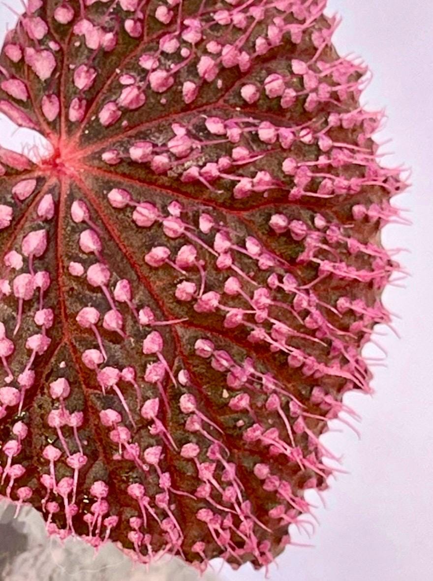 MEDIUM Begonia Botanicaz 7 ‘Pink Urchin’
