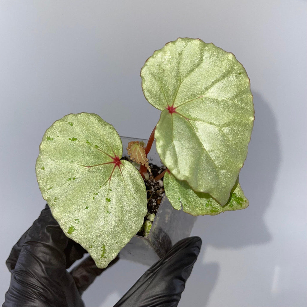 READY SOON Begonia sp. 'Mint' (Can acclimate to house conditions)