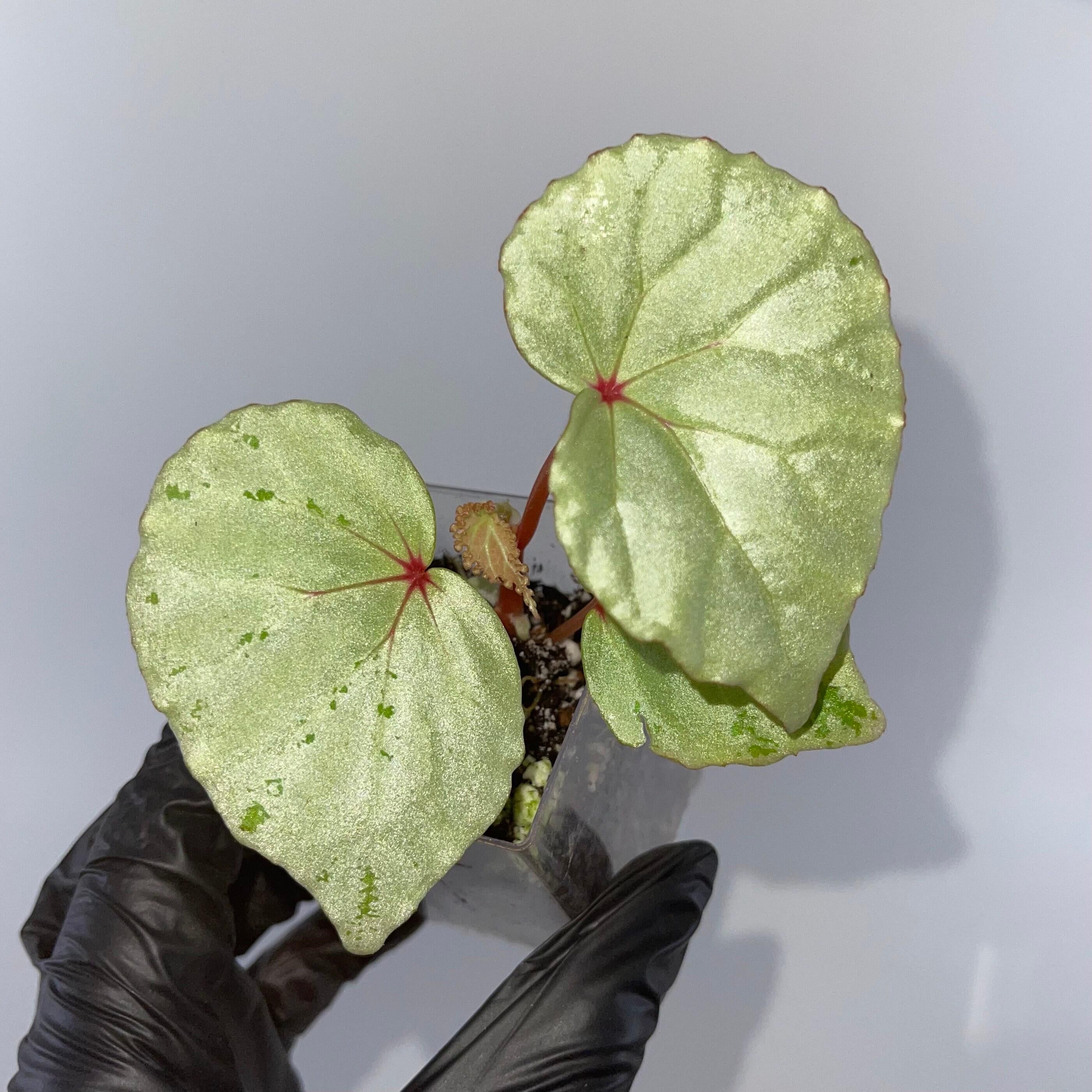 READY SOON Begonia sp. 'Mint' (Can acclimate to house conditions)