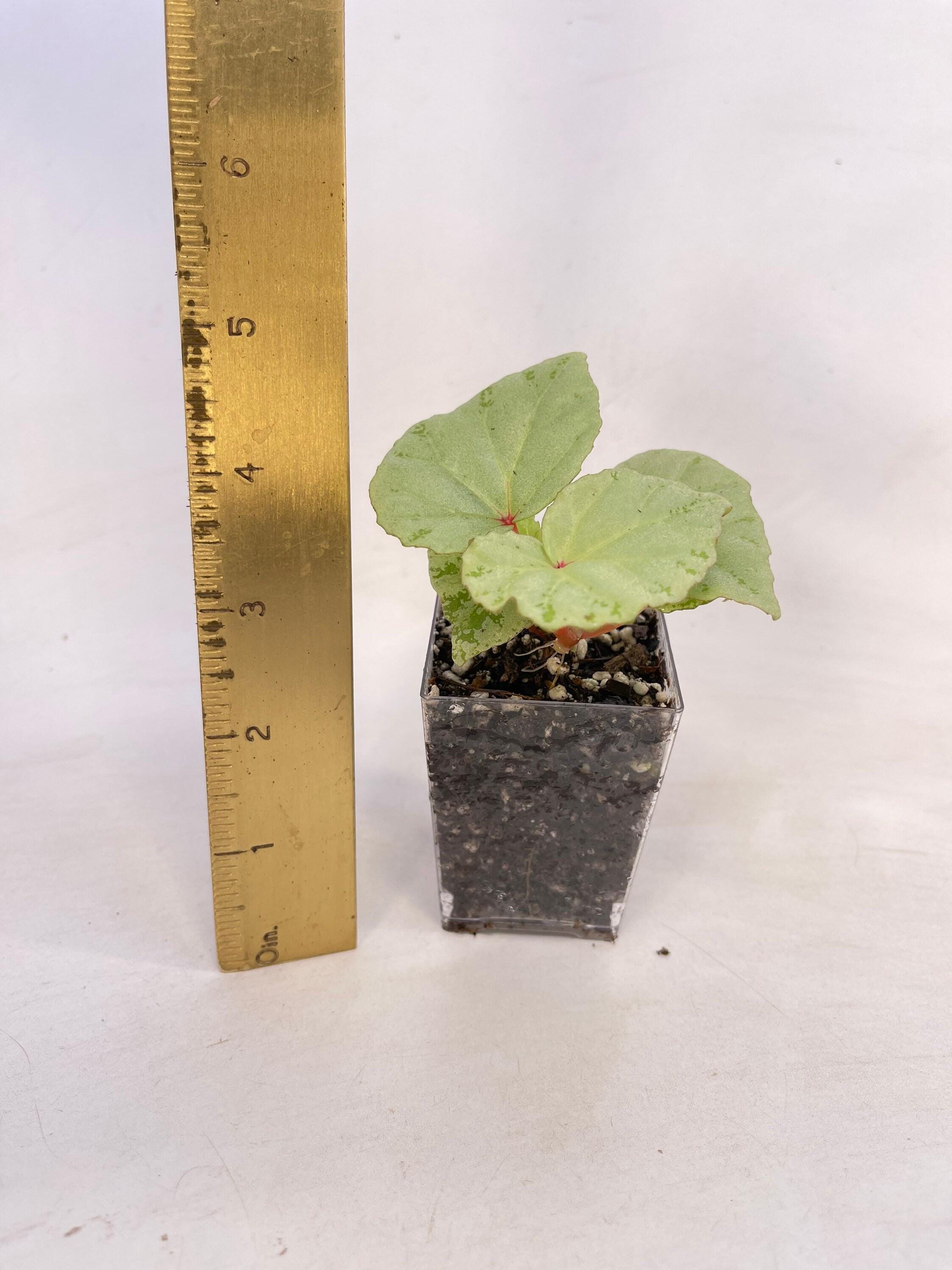 READY SOON Begonia sp. 'Mint' (Can acclimate to house conditions)