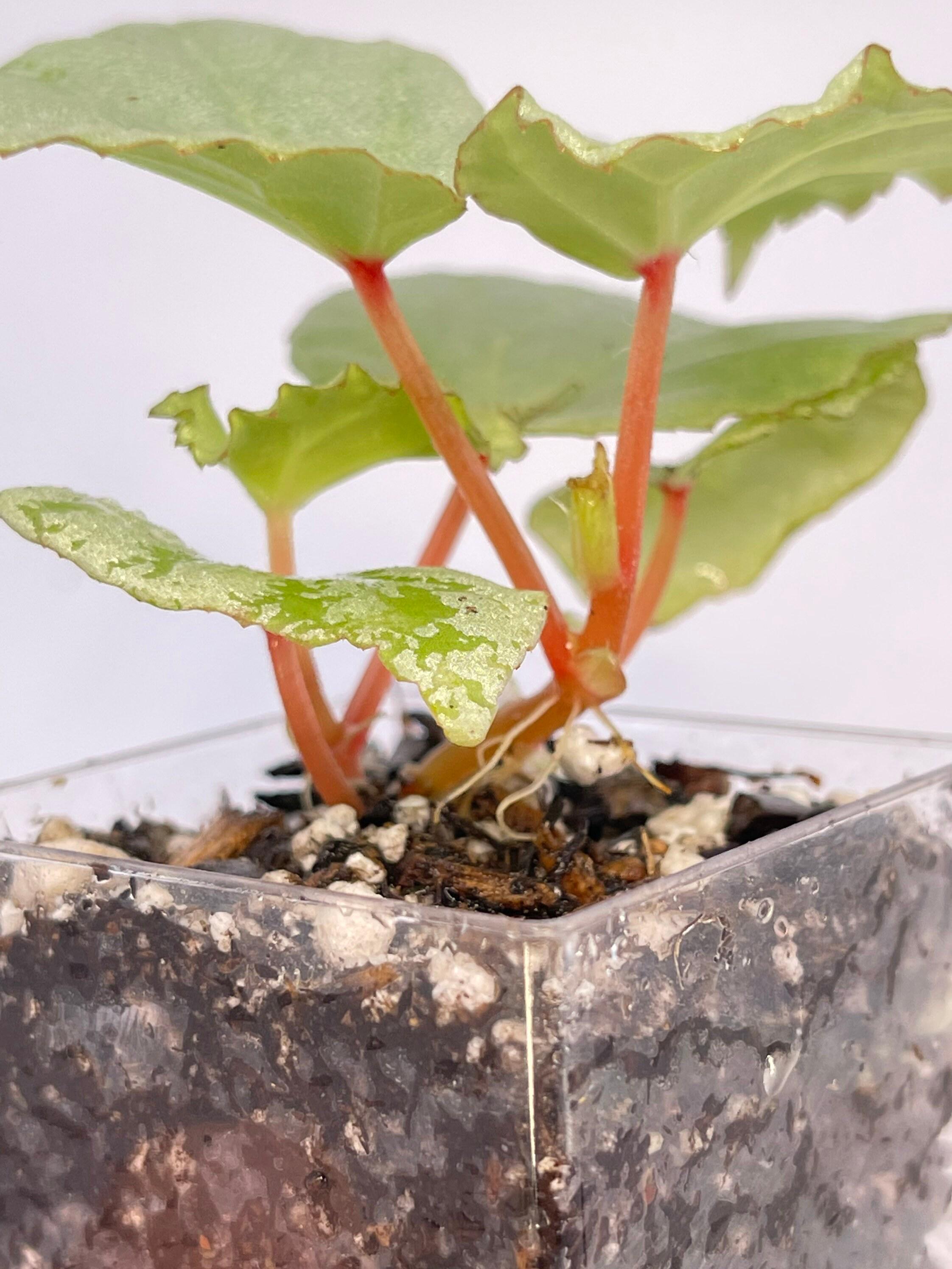 READY SOON Begonia sp. 'Mint' (Can acclimate to house conditions)