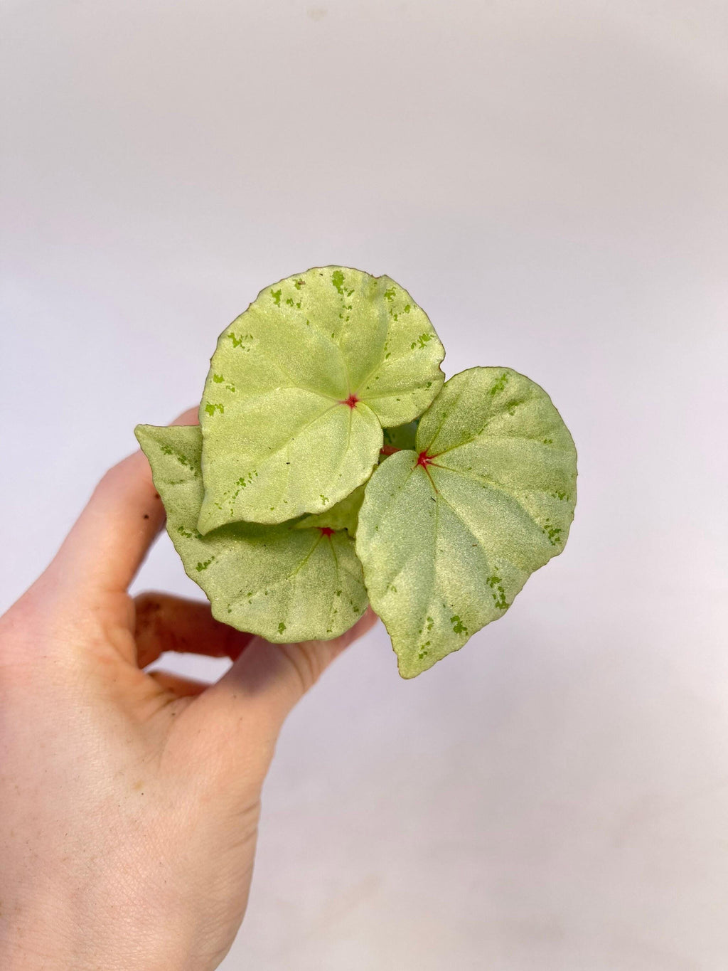 READY SOON Begonia sp. 'Mint' (Can acclimate to house conditions)