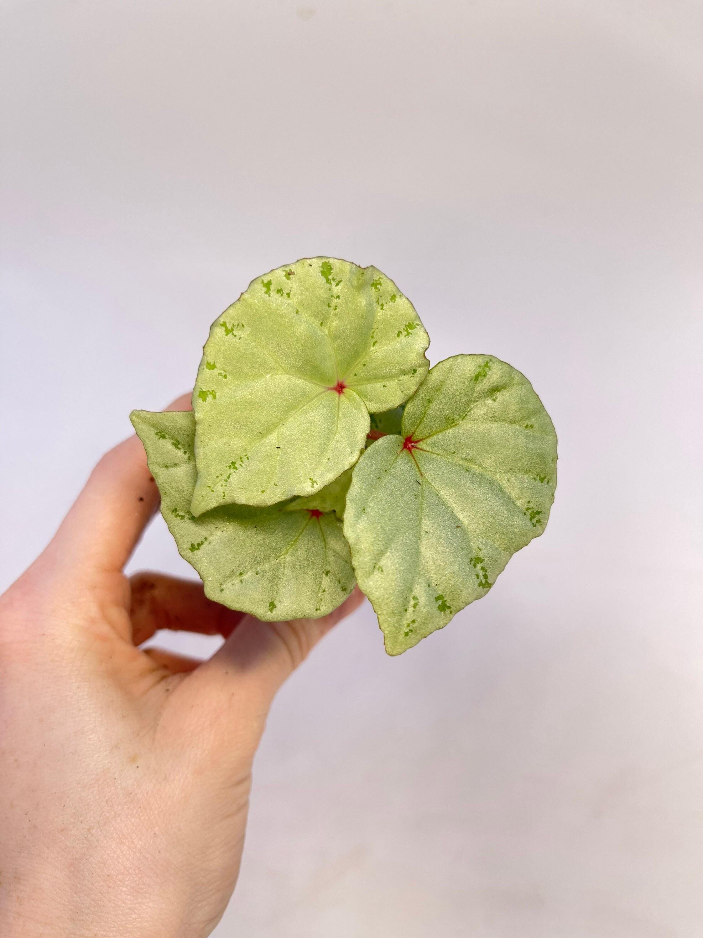 READY SOON Begonia sp. 'Mint' (Can acclimate to house conditions)