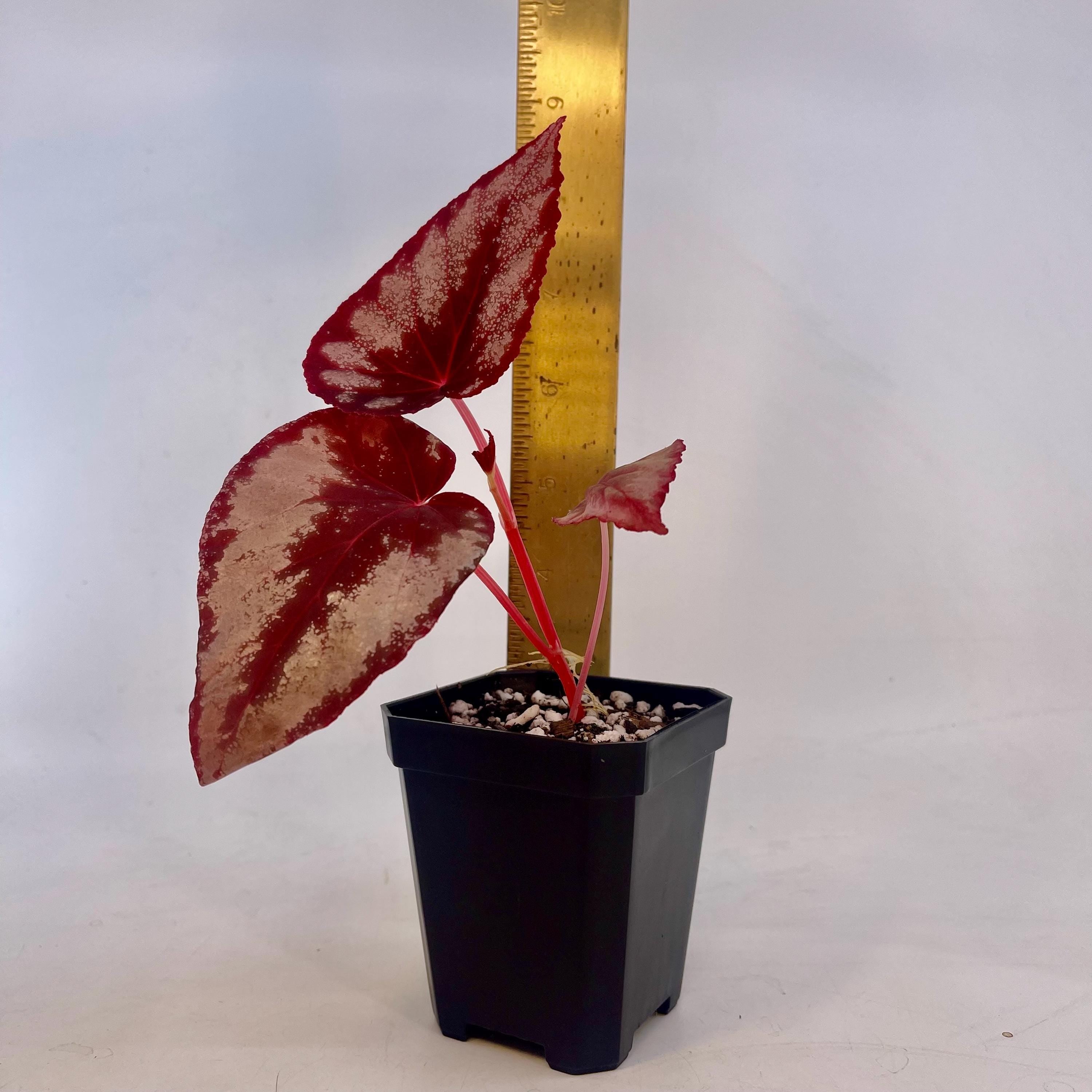 READY SOON Begonia Botanicaz 105 V.2 (Can acclimate to house conditions)