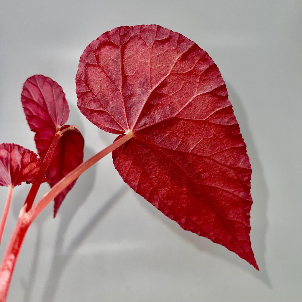 READY SOON Begonia Botanicaz 105 V.2 (Can acclimate to house conditions)