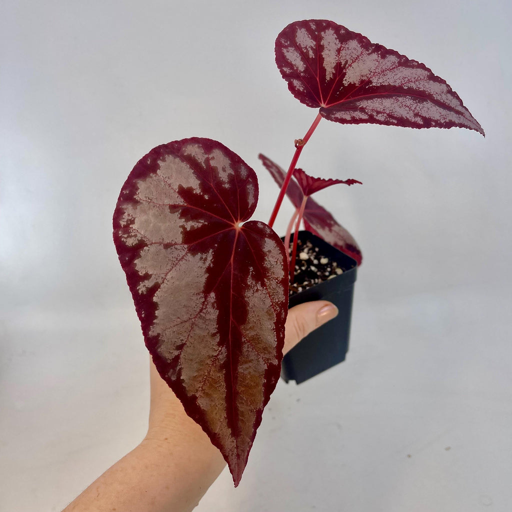 READY SOON Begonia Botanicaz 105 V.2 (Can acclimate to house conditions)