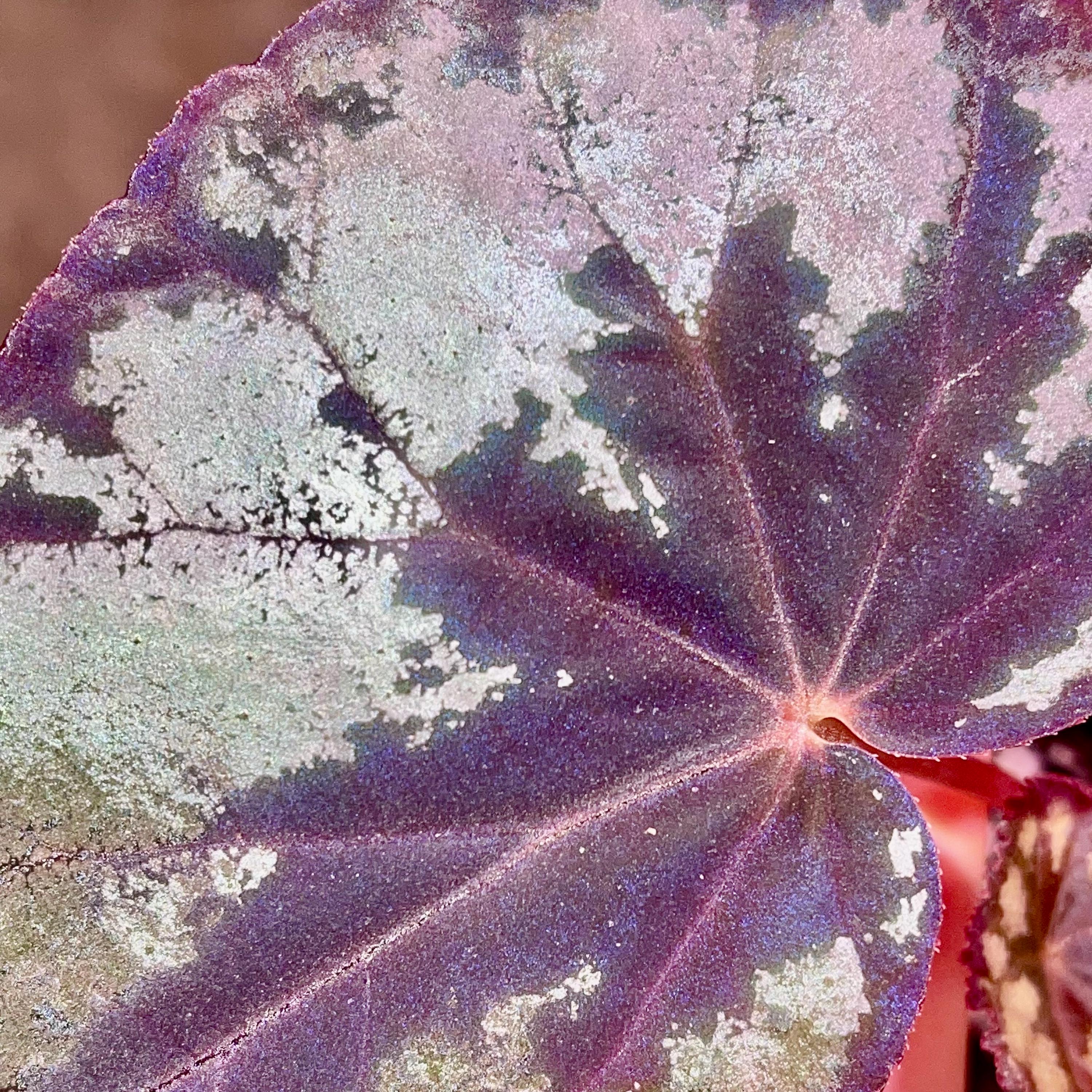 READY SOON Begonia Botanicaz 105 V.2 (Can acclimate to house conditions)