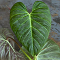 Philodendron ‘Majestic’ (Can acclimate to house conditions)