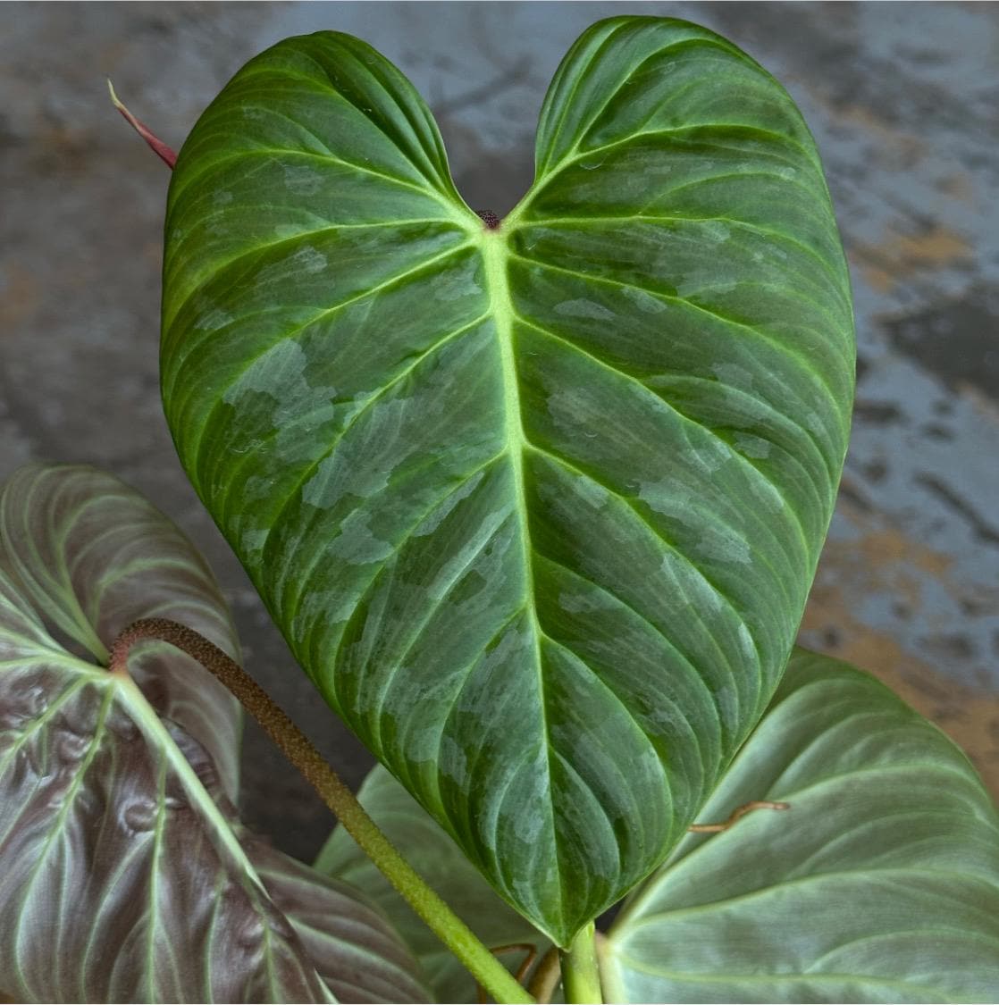 Philodendron ‘Majestic’ (Can acclimate to house conditions)
